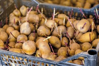 Jak na předklíčení brambor